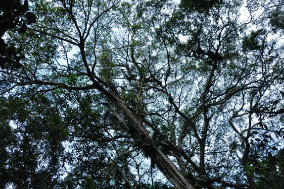 Olhando para a copa da floresta alagada, na Reserva do Mamirauá, região de Tefé, no Amazonas